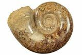 Jurassic Ammonite (Hemilytoceras) Fossil - Madagascar #226731-1